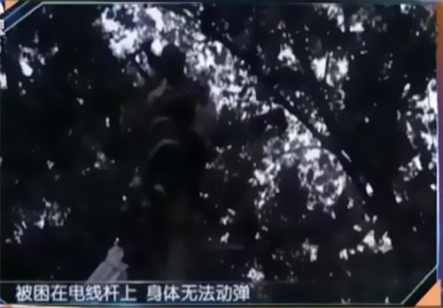 珠江電纜快訊|男子觸電被困，家屬怒斥消防員“帶電也得救”！